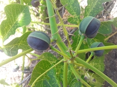Manihot anisophylla