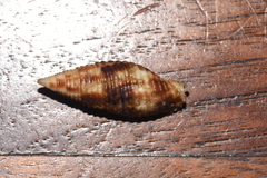 Mitridae