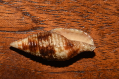 Mitridae