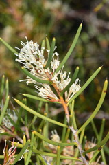 Hakea rugosa
