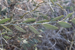 Capparis lasiantha