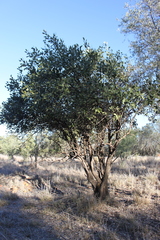 Capparis mitchellii