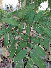 Sapindus mukorossi