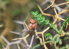 Sarcopoterium spinosum