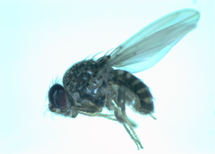 Drosophila repleta