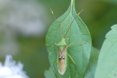 Homoeocerus bipunctatus