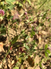 Trifolium ciliolatum
