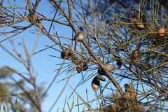 Hakea leucoptera