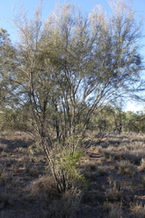 Hakea leucoptera