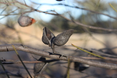 Hakea leucoptera
