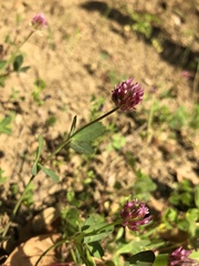 Trifolium ciliolatum