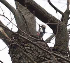 Dendrocopos syriacus