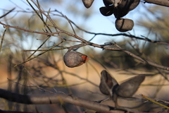 Hakea leucoptera
