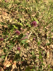 Trifolium ciliolatum