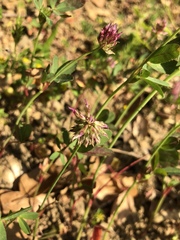 Trifolium ciliolatum