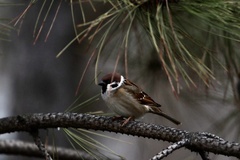 Passer montanus