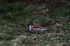 Passer montanus