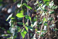 Lonicera