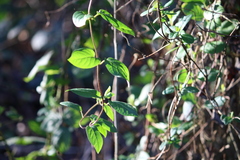 Lonicera