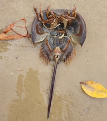 Tachypleus gigas