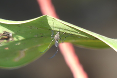 Armigeres subalbatus