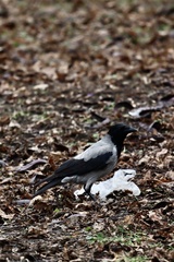 Corvus cornix