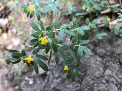 Acmispon wrangelianus