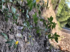 Acmispon wrangelianus