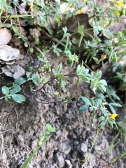 Acmispon wrangelianus