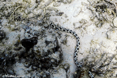 Myrichthys maculosus