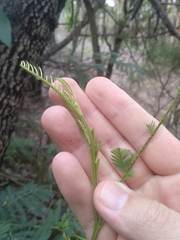 Acacia filicifolia