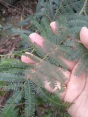 Acacia filicifolia