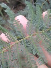 Acacia filicifolia