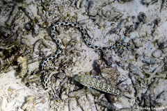 Myrichthys maculosus