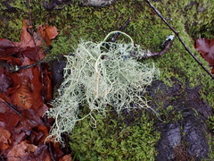 Usnea articulata