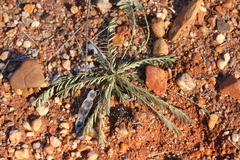 Phyllanthus fuernrohrii