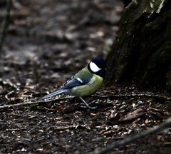 Parus major