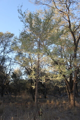 Psydrax oleifolia