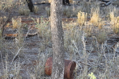 Psydrax oleifolia