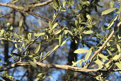 Psydrax oleifolia