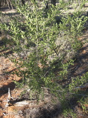 Psydrax oleifolia