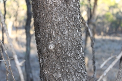 Psydrax oleifolia