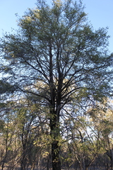 Psydrax oleifolia