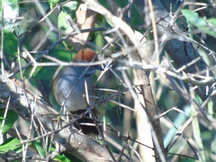 Synallaxis hypospodia