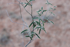 Solanum parvifolium
