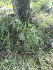 Helichrysum lepidissimum