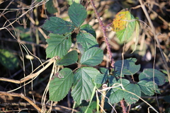 Rubus