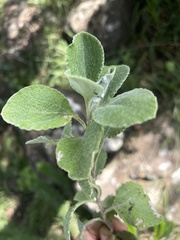 Helichrysum lepidissimum