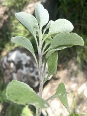 Helichrysum lepidissimum