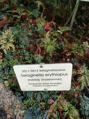 Selaginella erythropus